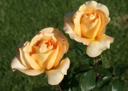 Teahibrid rózsa / Casanova